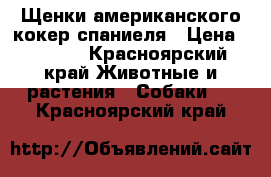 Щенки американского кокер спаниеля › Цена ­ 6 500 - Красноярский край Животные и растения » Собаки   . Красноярский край